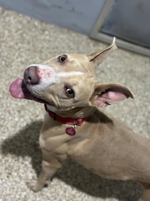 LANIE - Pit Bull Terrier available for adoption