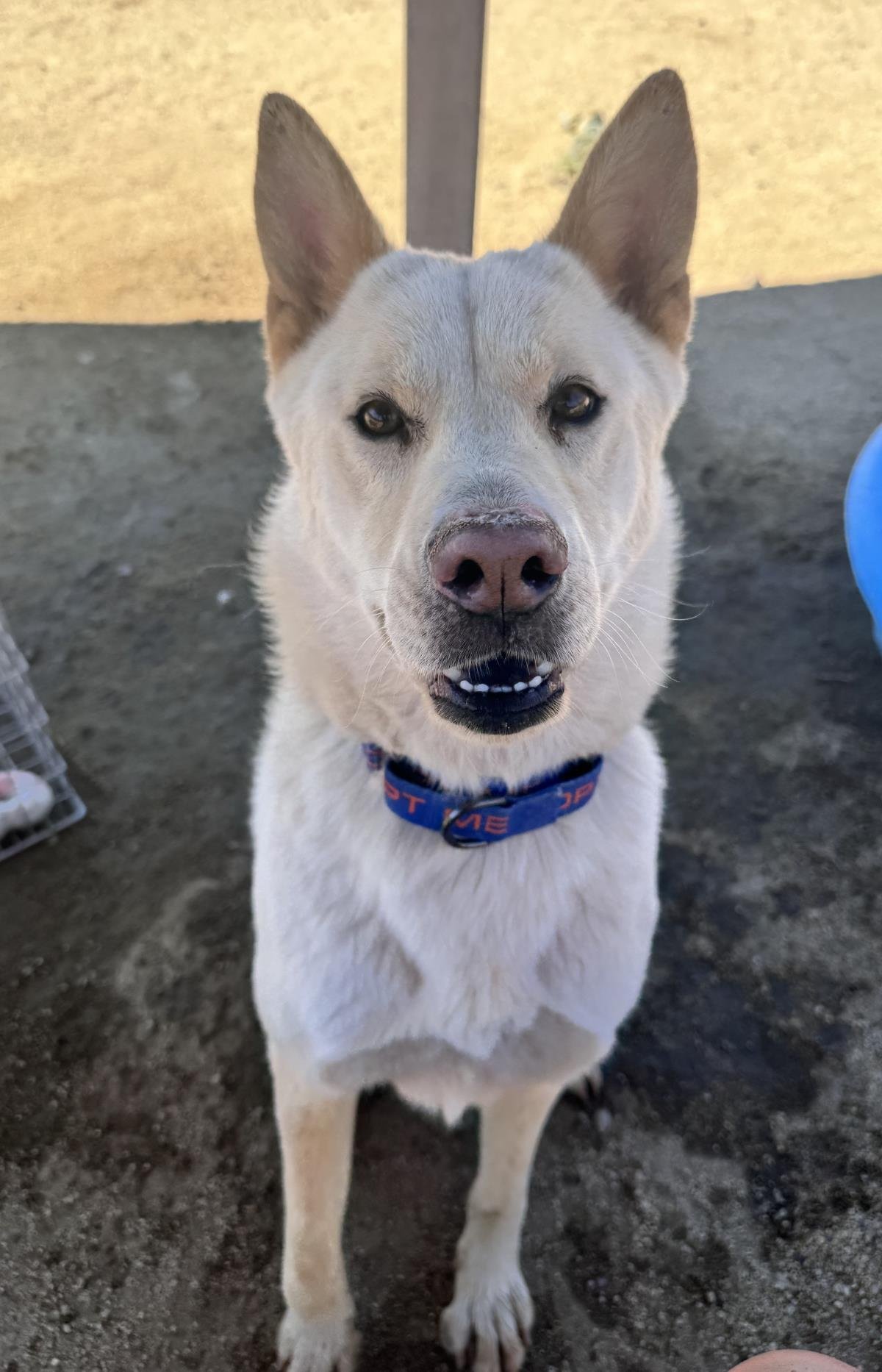 NELLIE - Husky / Akita available for adoption