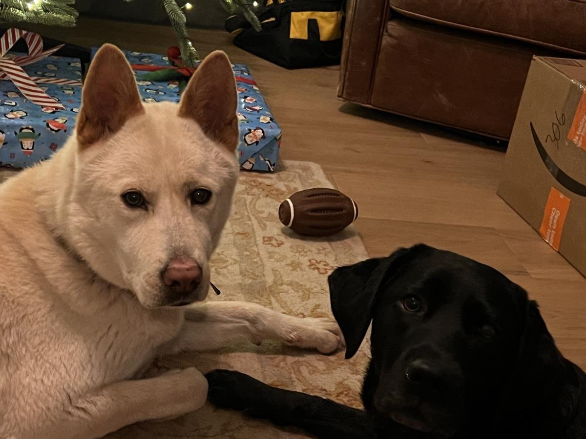 NELLIE - Husky / Akita available for adoption