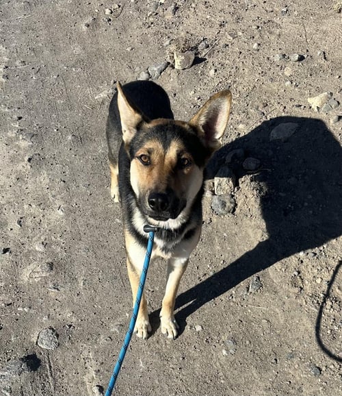 FINN - German Shepherd Dog / Australian Kelpie available for adoption