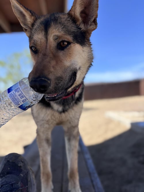 FINN - German Shepherd Dog / Australian Kelpie available for adoption