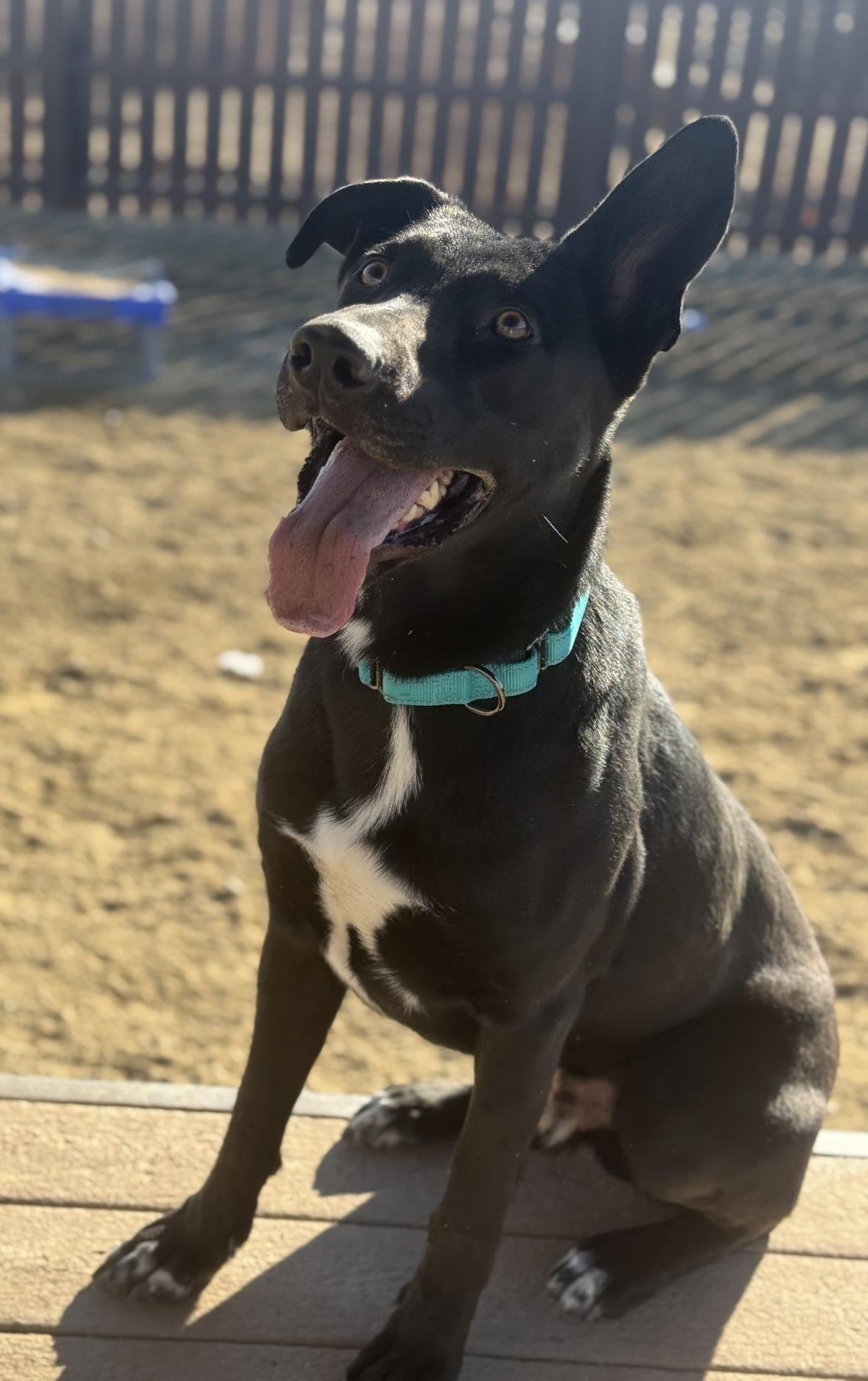 SMOKEY - German Shepherd Dog / Labrador Retriever available for adoption