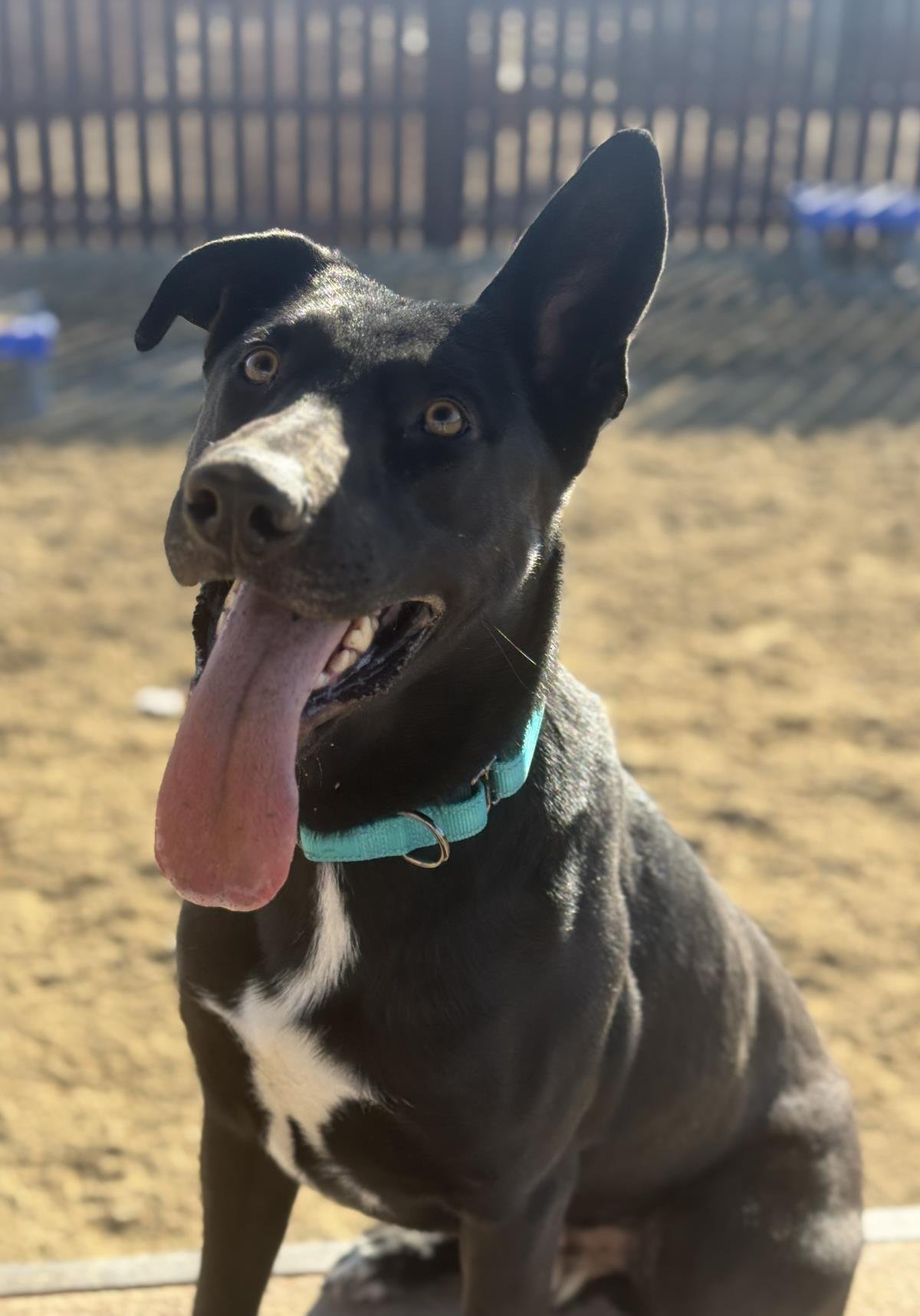 SMOKEY - German Shepherd Dog / Labrador Retriever available for adoption