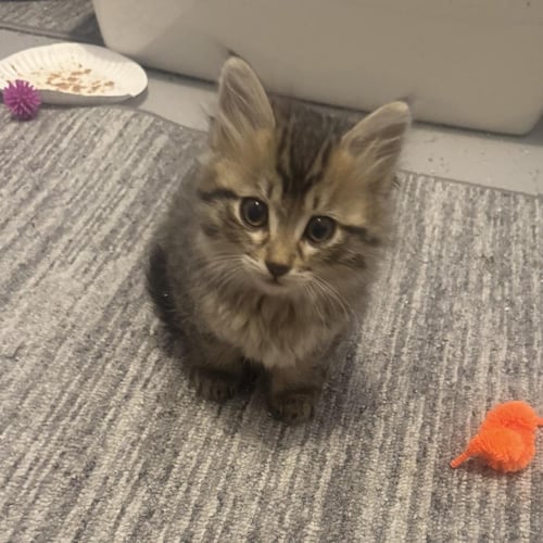 KEVIN - Tabby available for adoption