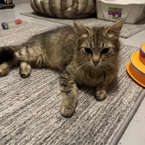 FRANKIE - Tabby available for adoption