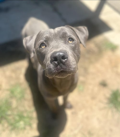 FRECKLES - Pit Bull Terrier / American Staffordshire Terrier available for adoption