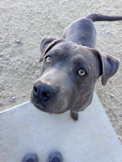 FRECKLES - Pit Bull Terrier / American Staffordshire Terrier available for adoption