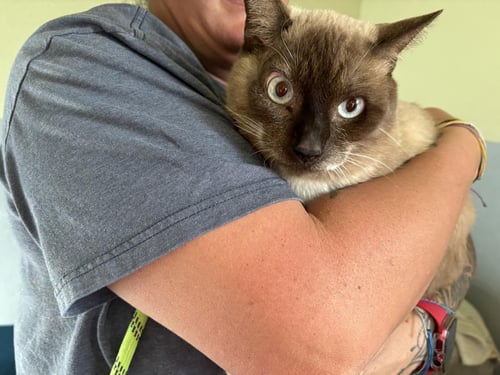SAMMY - Siamese available for adoption