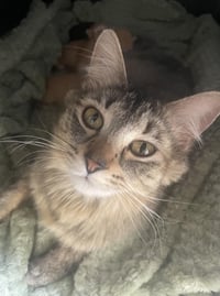 Rosie - Photo 2