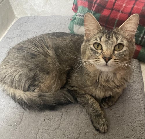 ROSIE - Tabby available for adoption
