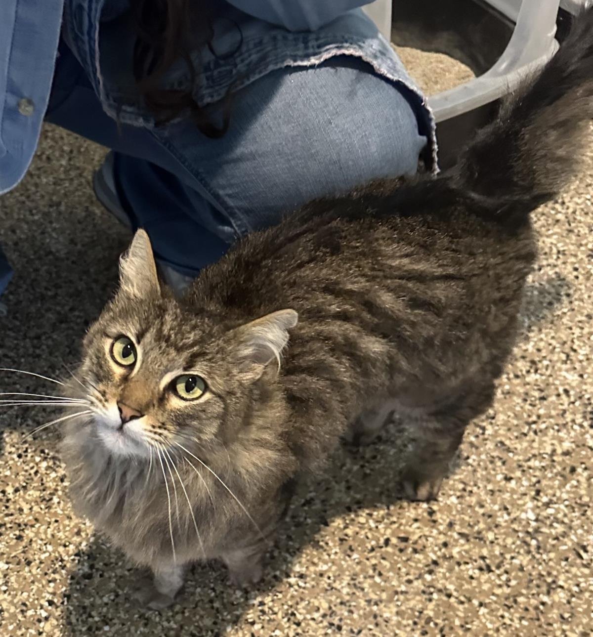 OLIVER - Tabby available for adoption