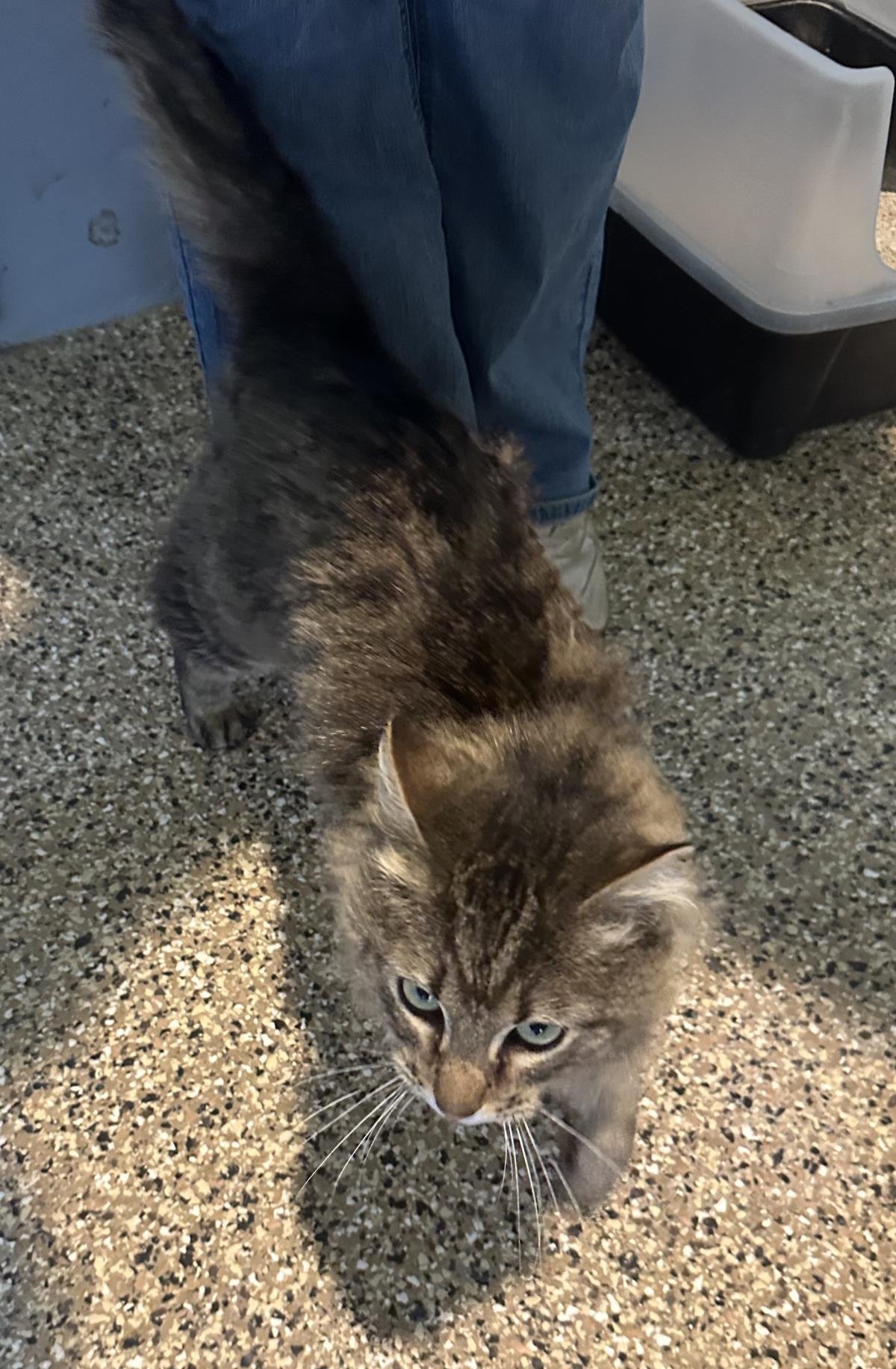 OLIVER - Tabby available for adoption