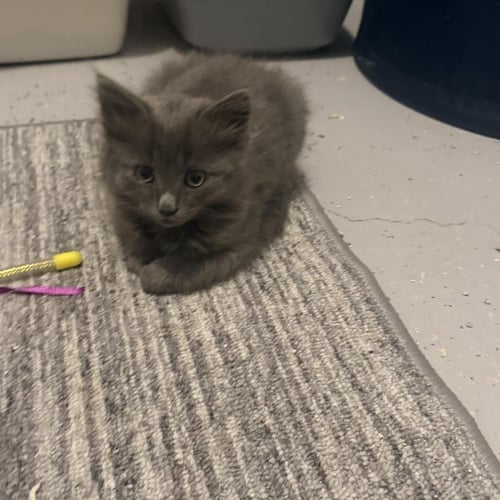WILLOW - Domestic Medium Hair available for adoption