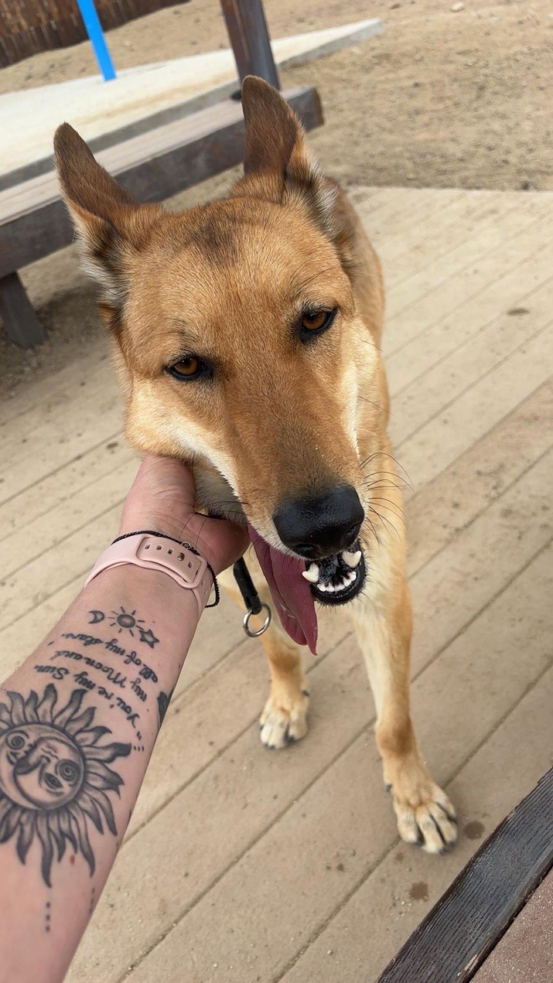 RUSTY - German Shepherd Dog available for adoption