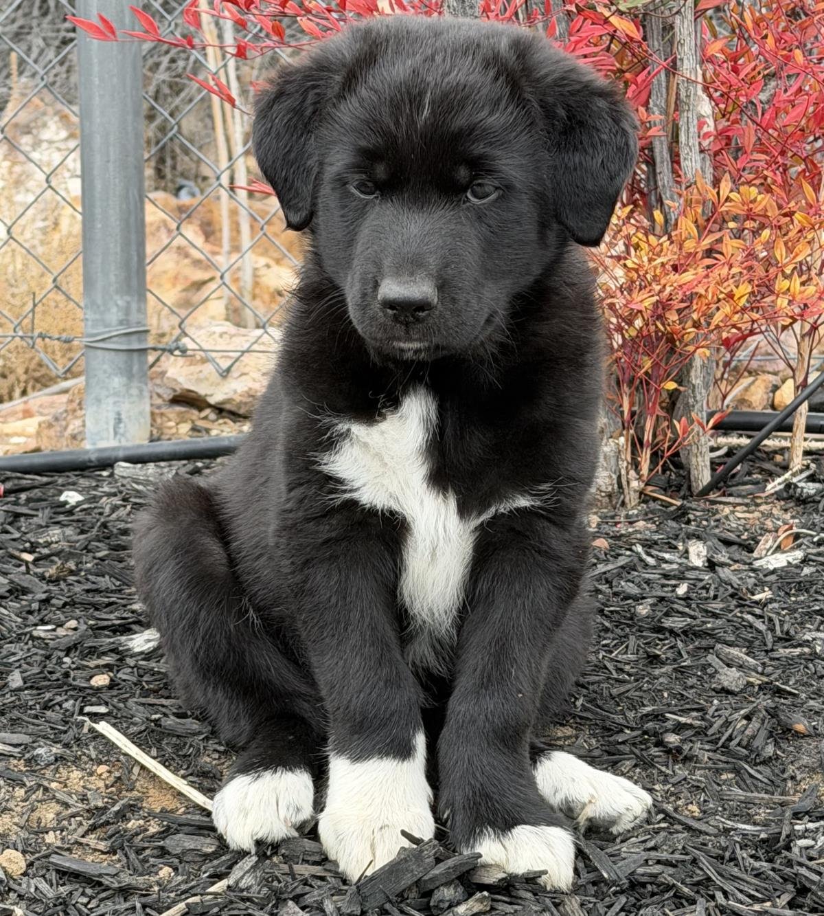 MILEY - Border Collie available for adoption