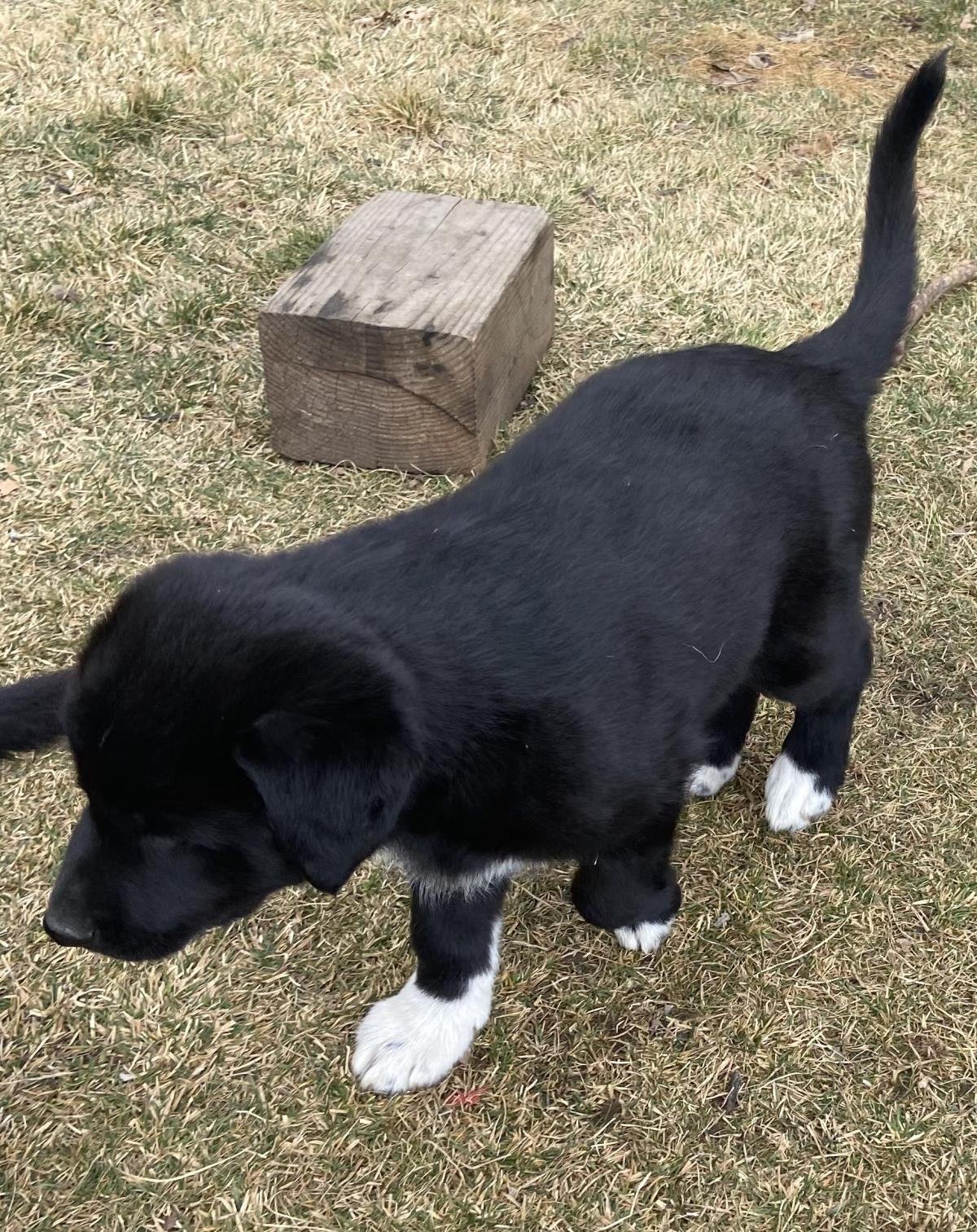 MILEY - Border Collie available for adoption