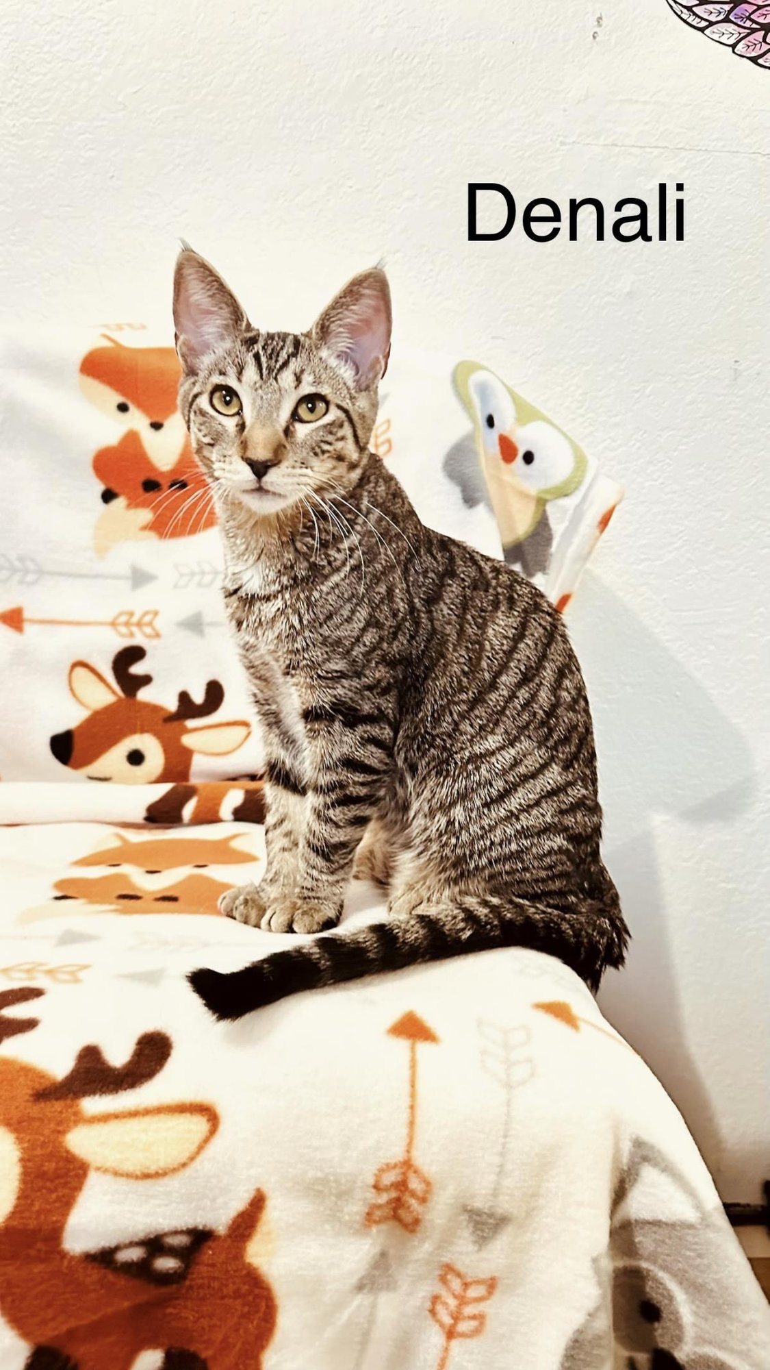 DENALI - Tabby available for adoption