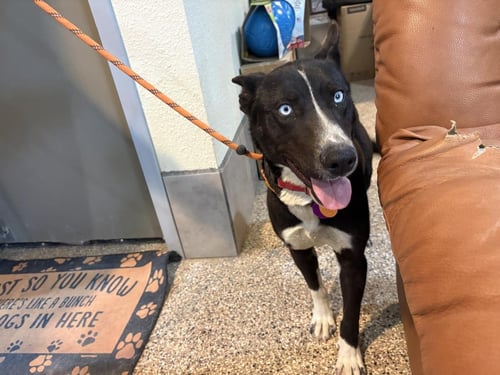 ELSA - Border Collie / Australian Shepherd available for adoption