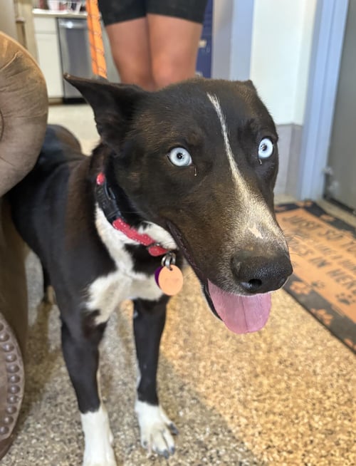 ELSA - Border Collie / Australian Shepherd available for adoption