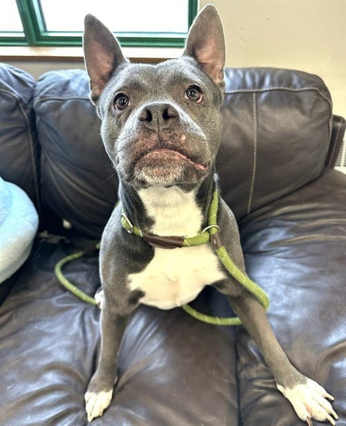 ELLA - Pit Bull Terrier available for adoption