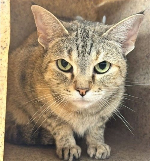 CORAL - Domestic Short Hair available for adoption