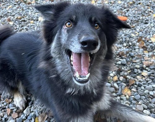 SOPHIA - Husky for adoption in Anchorage