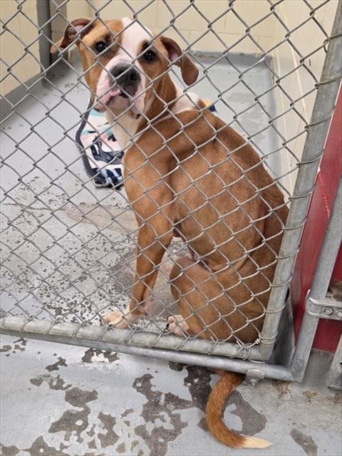PUMPKIN - Boxer available for adoption