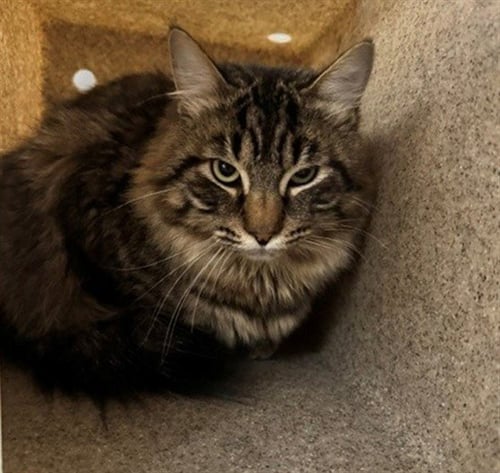 TONY - Domestic Long Hair available for adoption