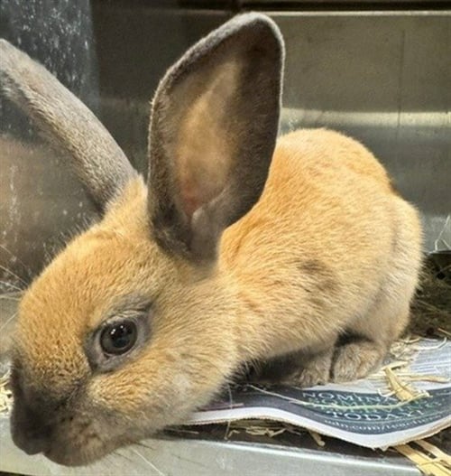 MERCURY - Shorthaired Rabbit available for adoption