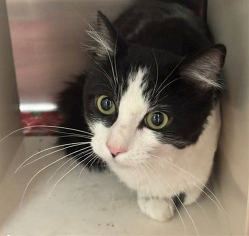 MEEKO - Domestic Short Hair available for adoption