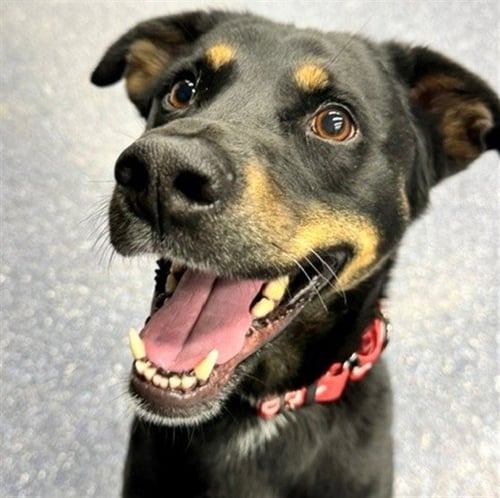 SAMMY - Labrador Retriever for adoption in Anchorage