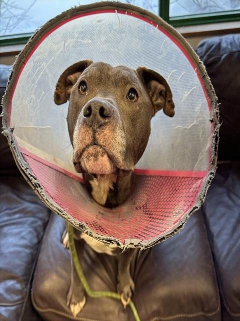 BULLET - Pit Bull Terrier available for adoption