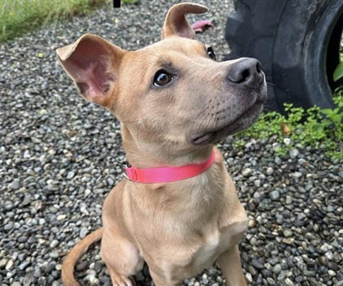 DAPHNE - Labrador Retriever available for adoption