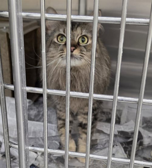PORTIA - Domestic Long Hair available for adoption