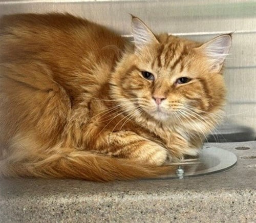 OSCAR - Domestic Long Hair available for adoption