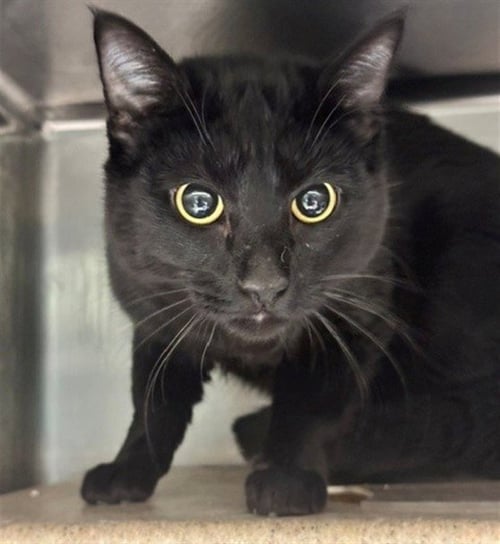 REUBEN - Domestic Short Hair for adoption in Anchorage