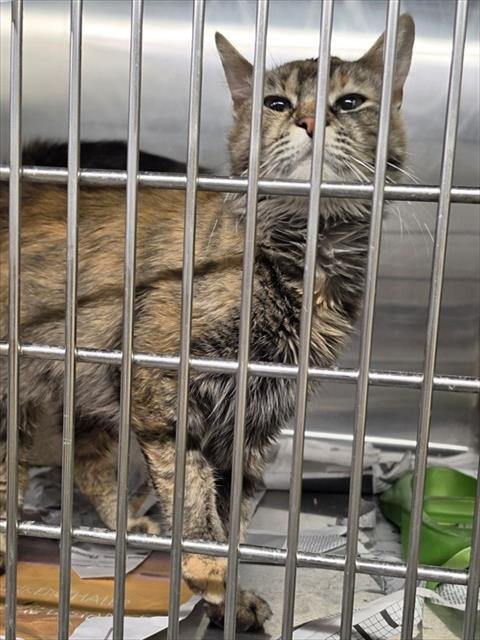 WHIST - Domestic Medium Hair available for adoption