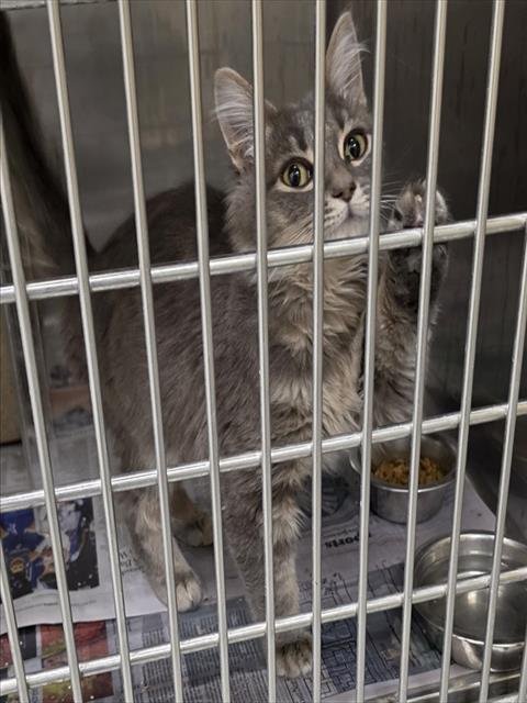 CRIBBAGE - Domestic Medium Hair available for adoption