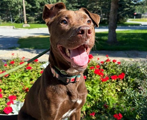 PONGO - Labrador Retriever available for adoption