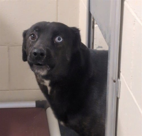 BO - Husky / Labrador Retriever available for adoption