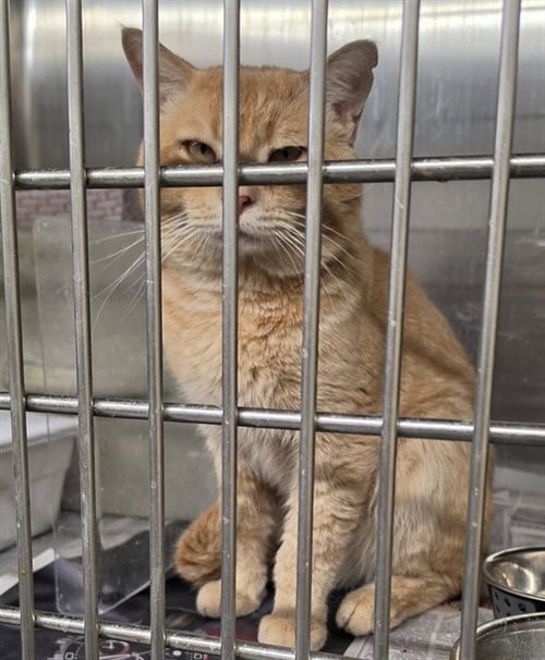 BOB - Domestic Short Hair for adoption in Anchorage