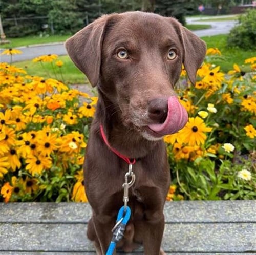 SHILOH - Labrador Retriever available for adoption