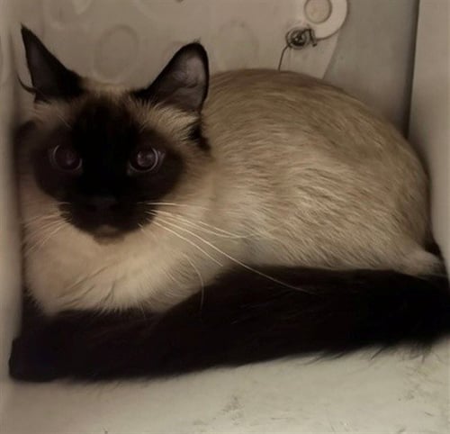 GODIVA - Domestic Long Hair available for adoption