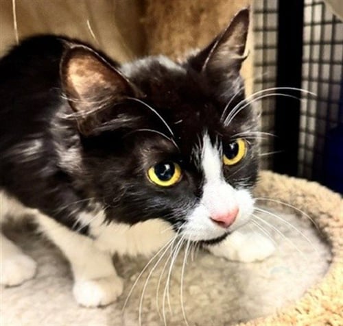 MERIDA - Domestic Long Hair available for adoption
