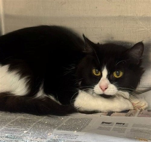 MERIDA - Domestic Long Hair available for adoption