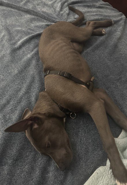 FIONA - Labrador Retriever / Pit Bull Terrier available for adoption