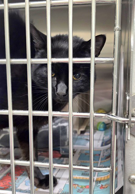 PUCK - Domestic Short Hair available for adoption