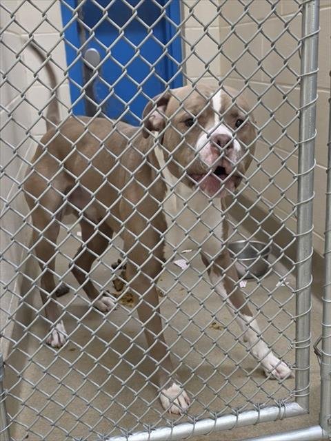 DOZER - American Bulldog available for adoption