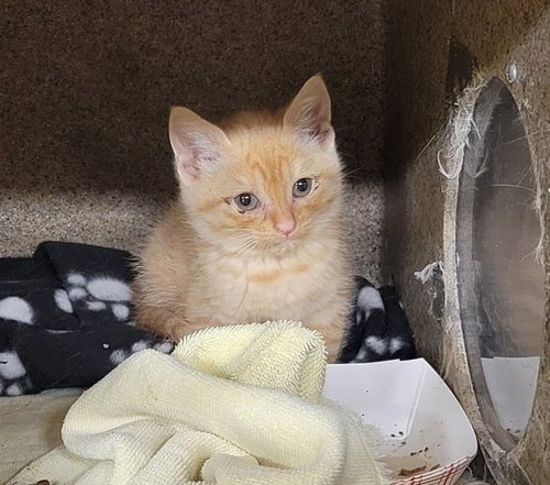 JULIUS - Domestic Short Hair available for adoption