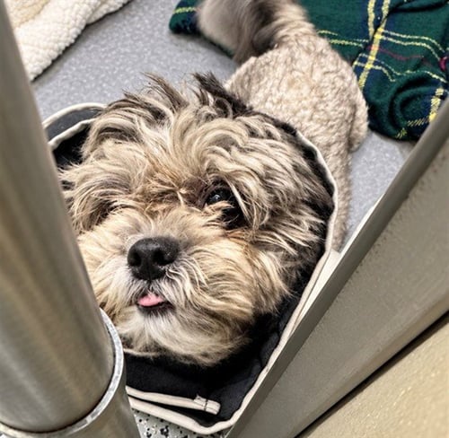 LOLLY - Shih Tzu / Bichon Frise available for adoption